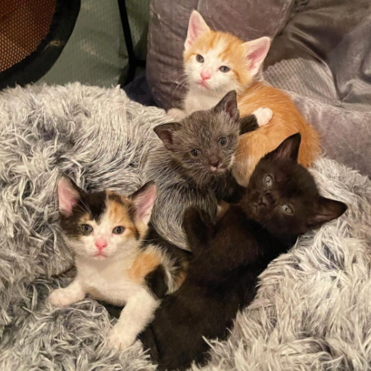 so cute little kittens
