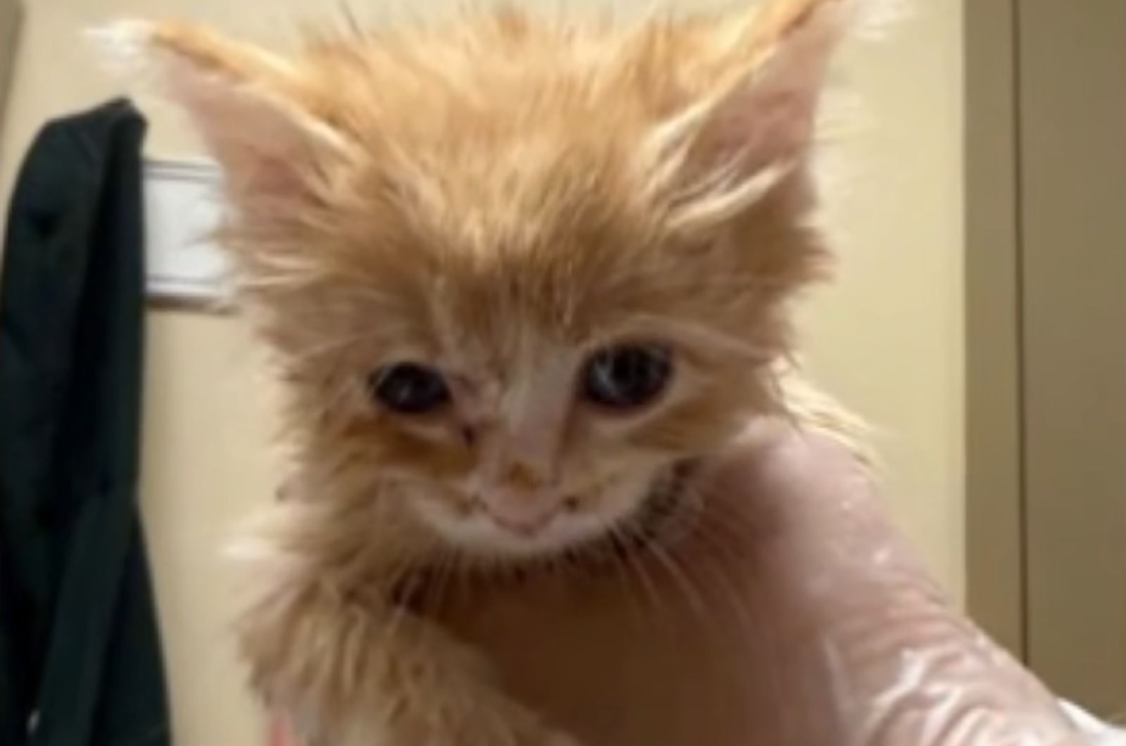 so little kitten