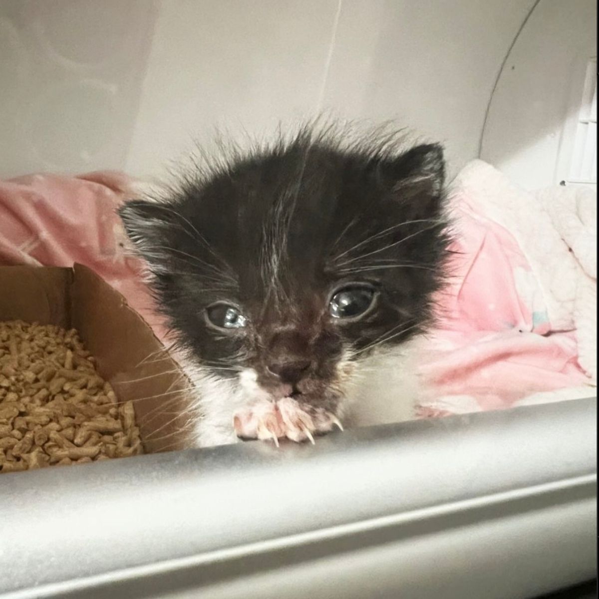 so little kitten