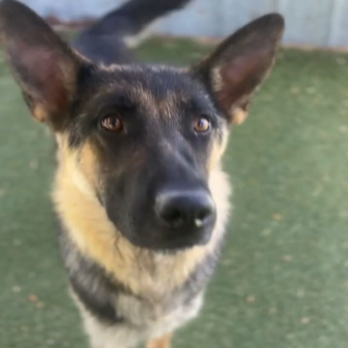 so sad eyes of dog