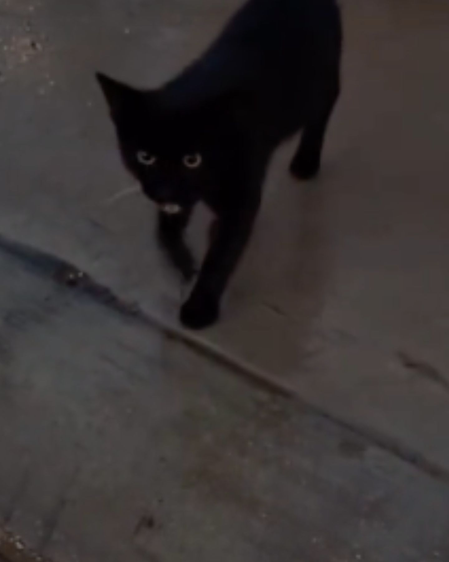 so scared black kitten