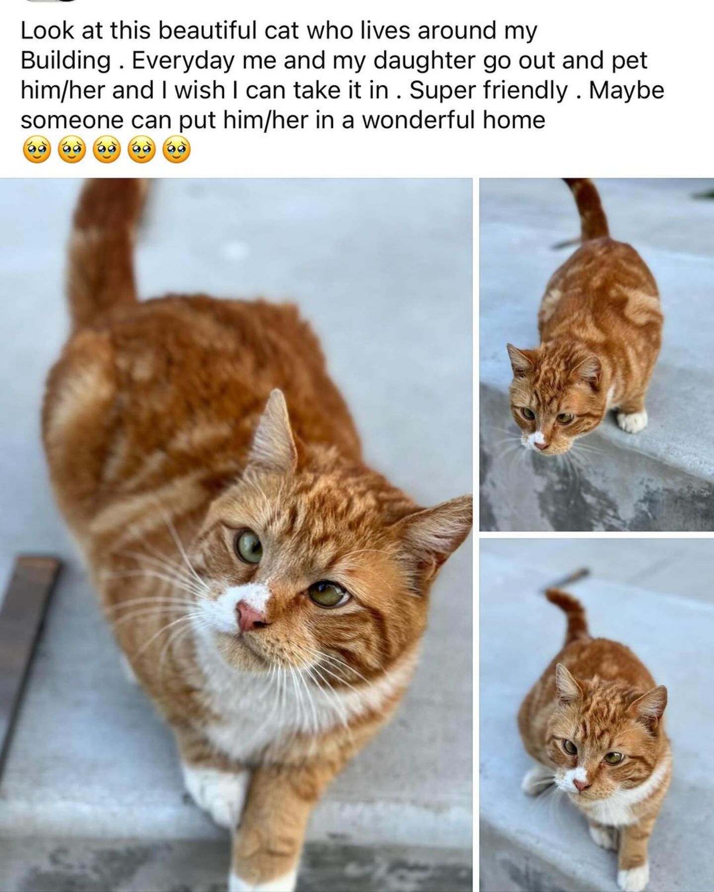 social media post about ginger cat