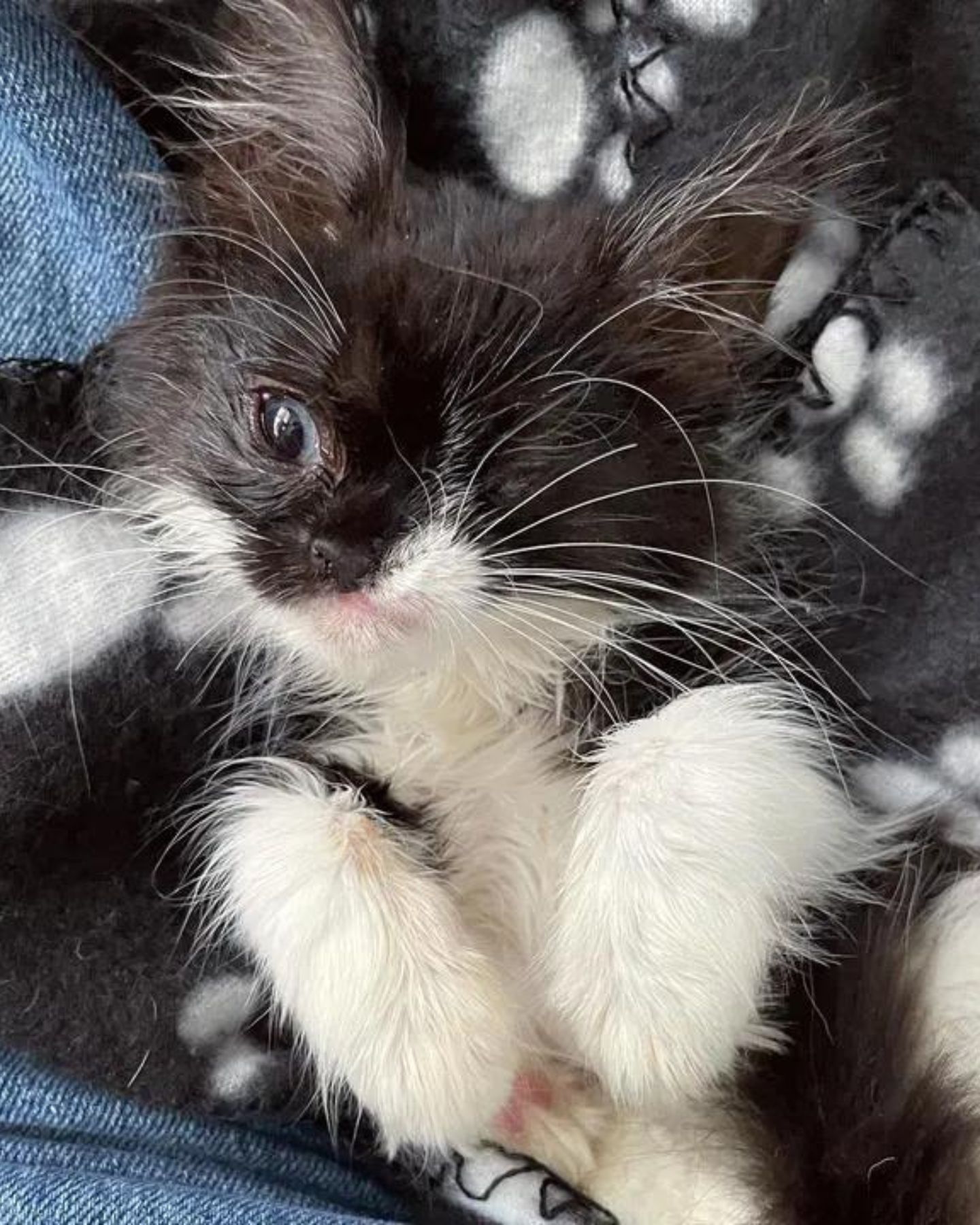 special kitten