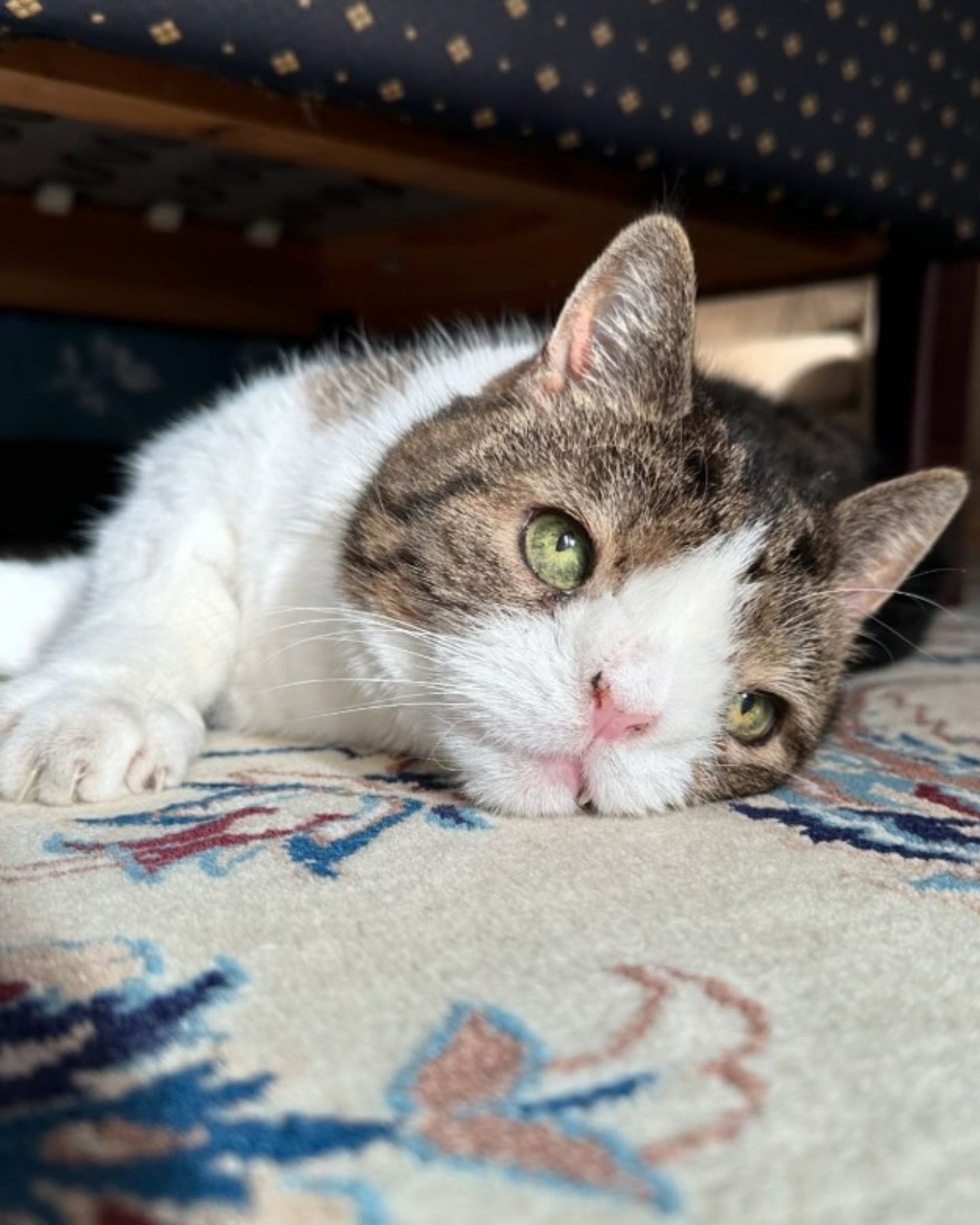 special needs cat lying