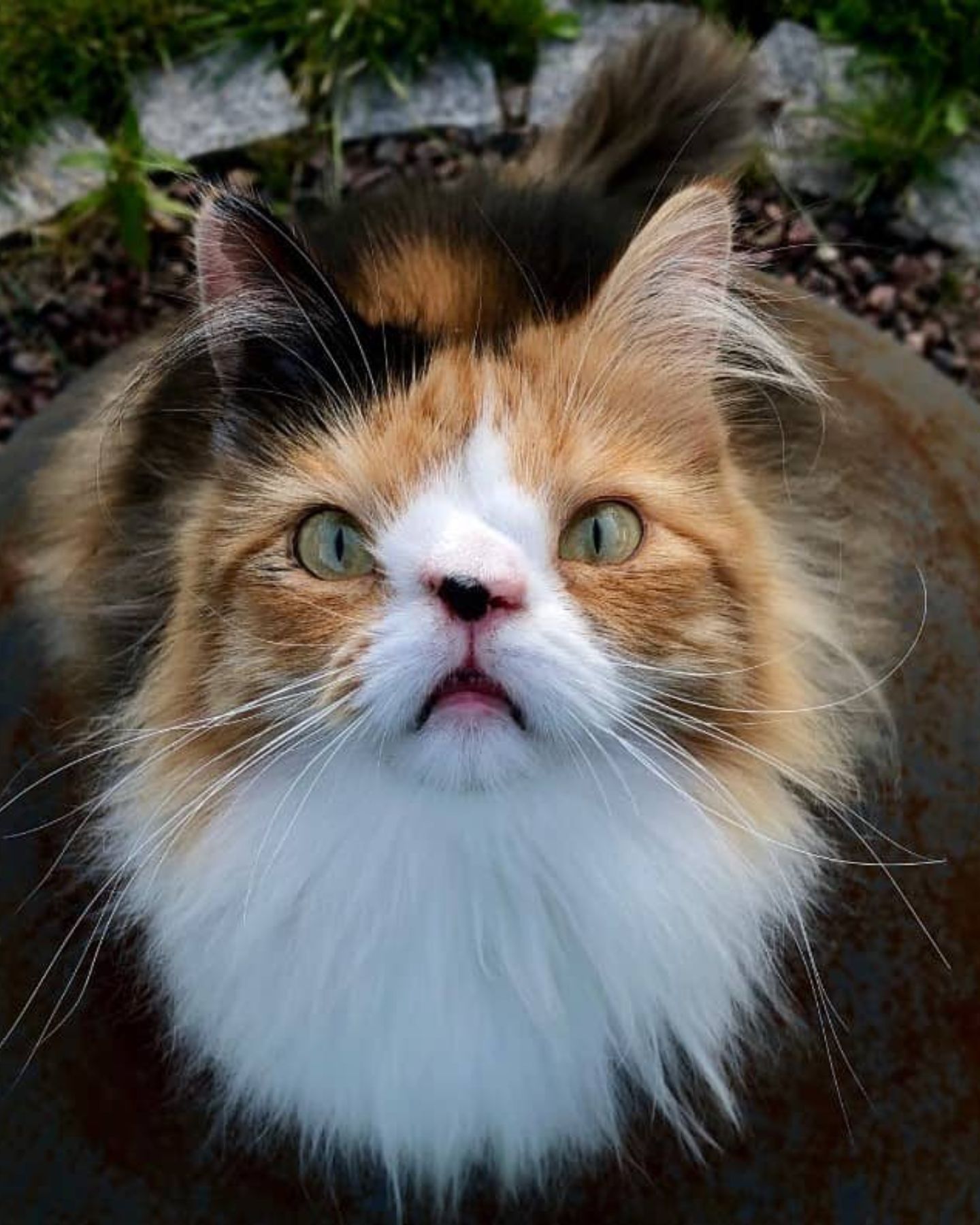 special needs cat
