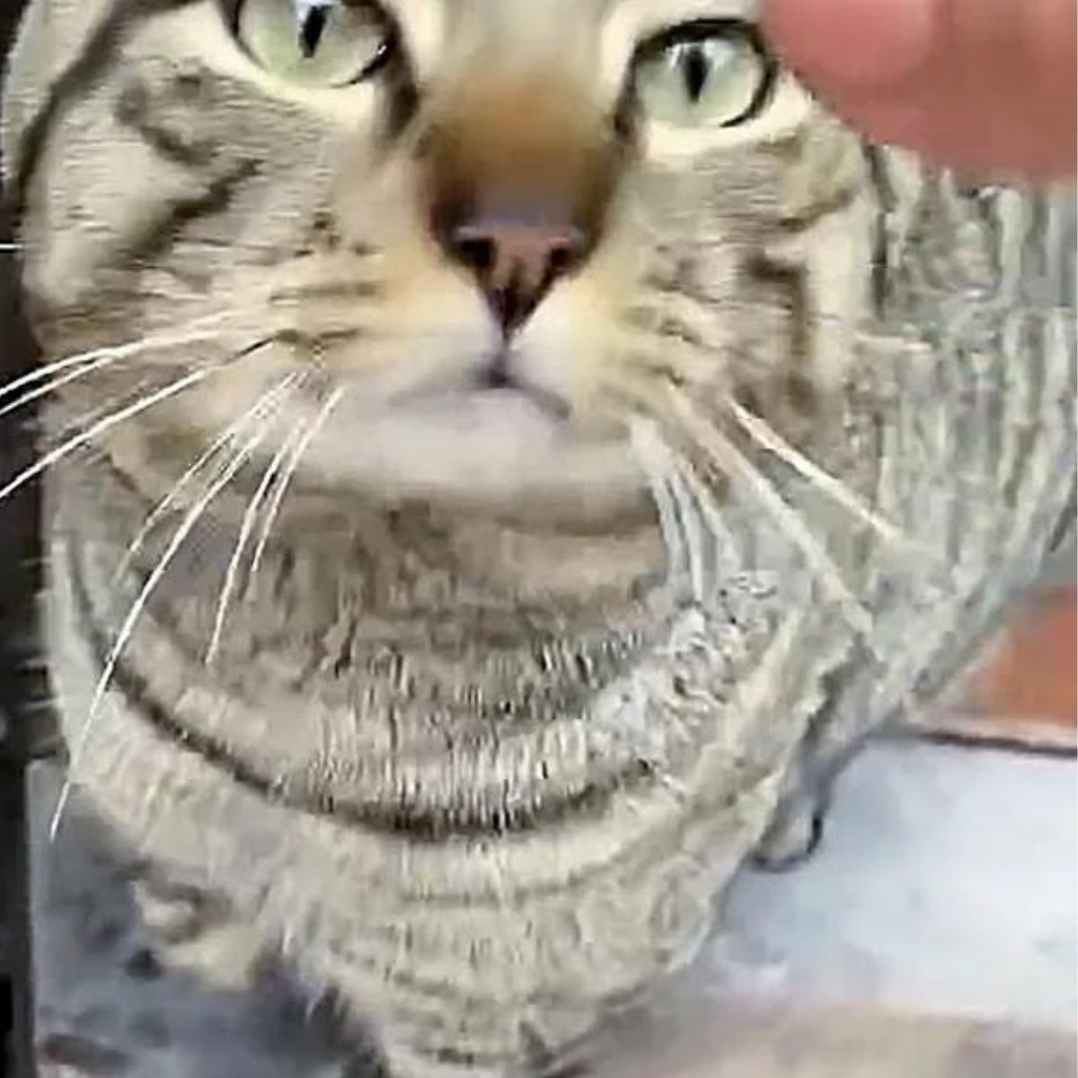 stray cat approached person