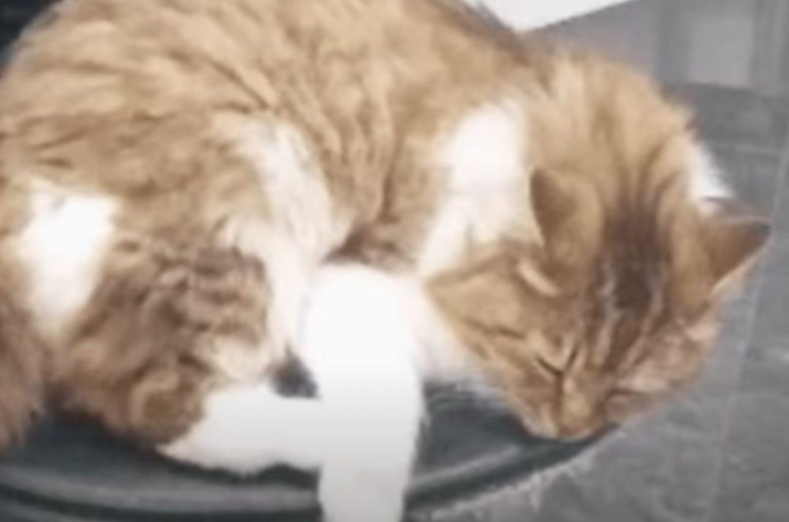 stray cat sleeping