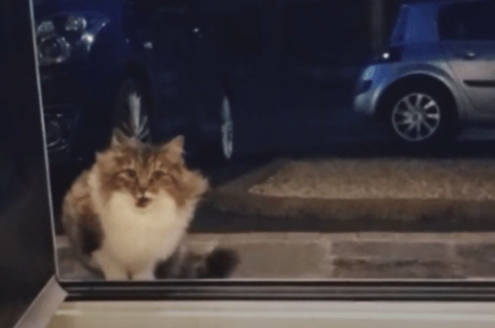 stray cat