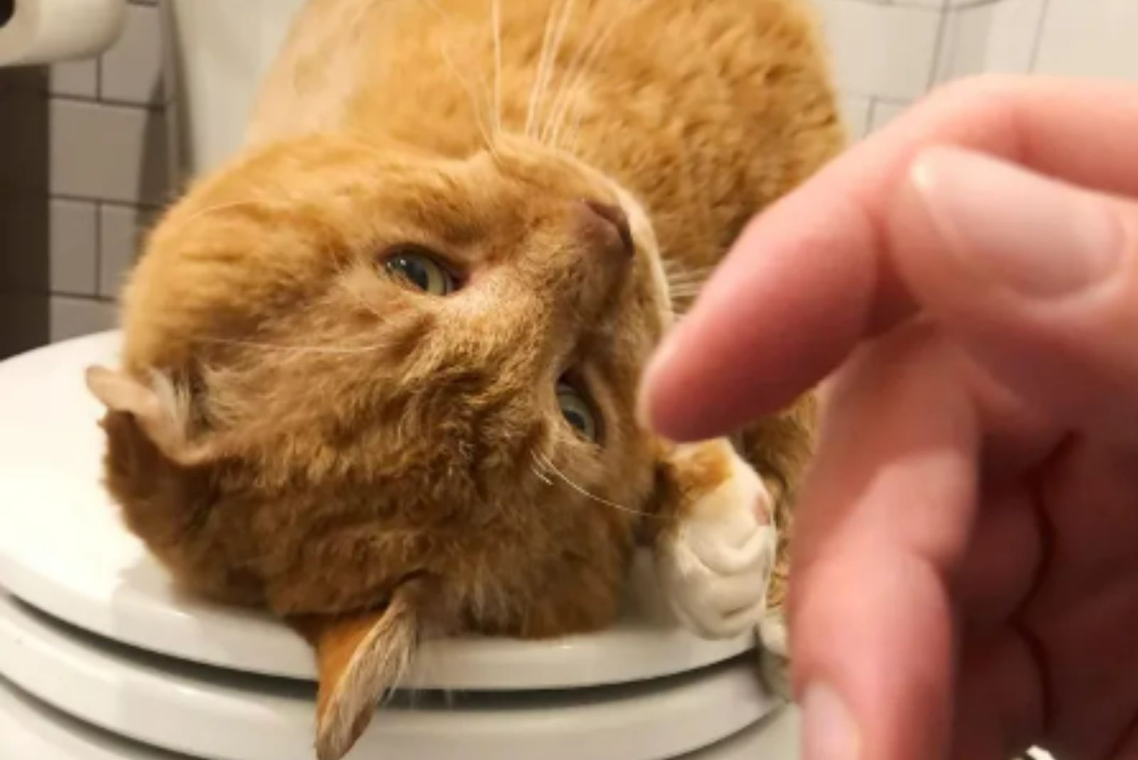 street cat being cuddled