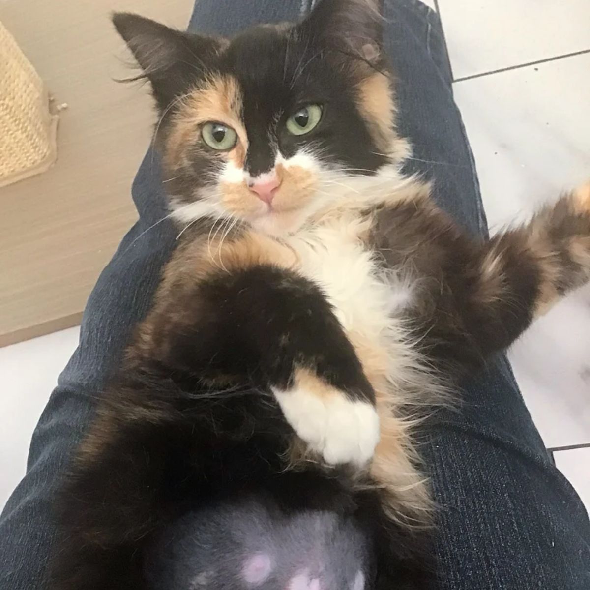 striped cat on its feet