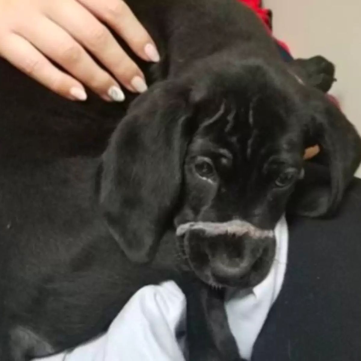 struggling puppy