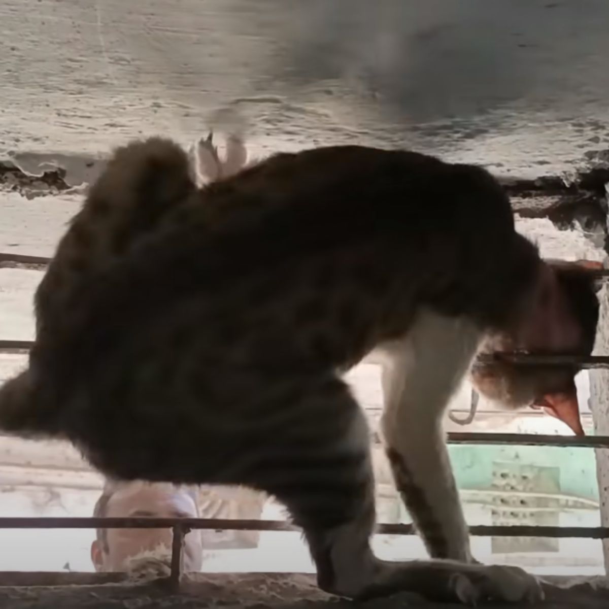 stuck cat