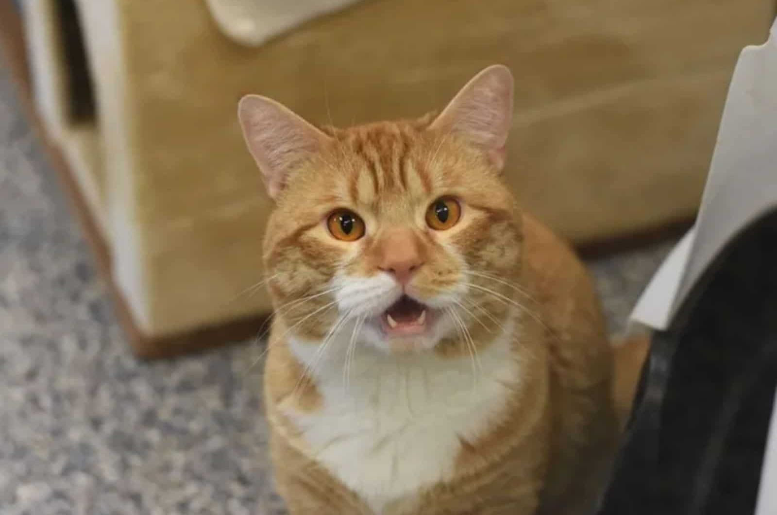 surprised cat