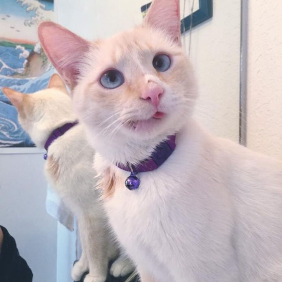 surprised cat