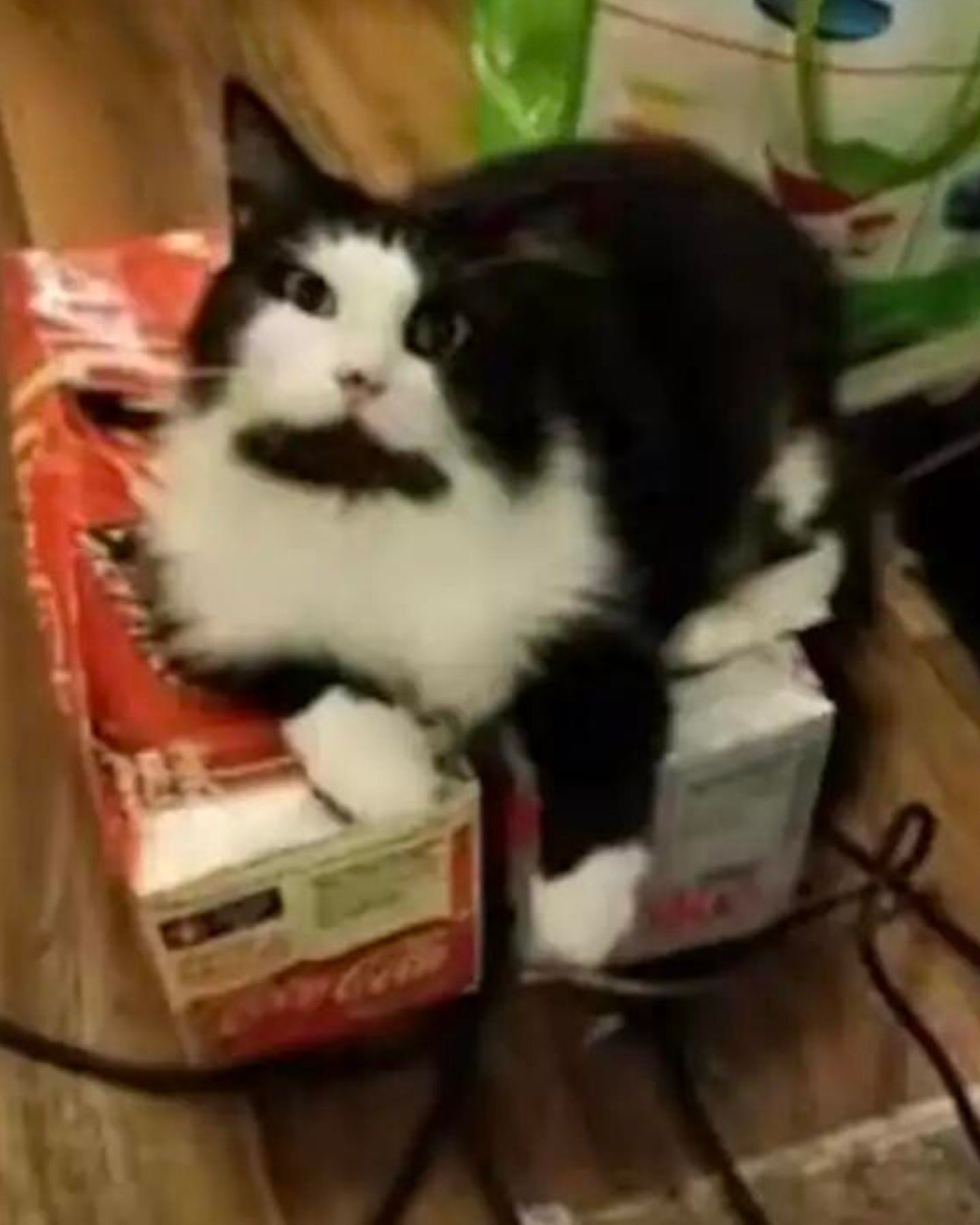 sweet black and white cat