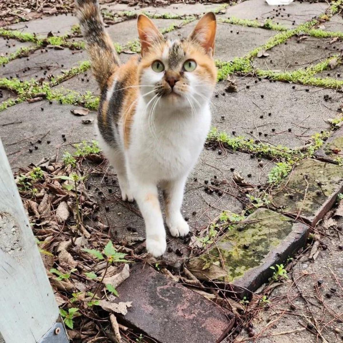 sweet calico cat