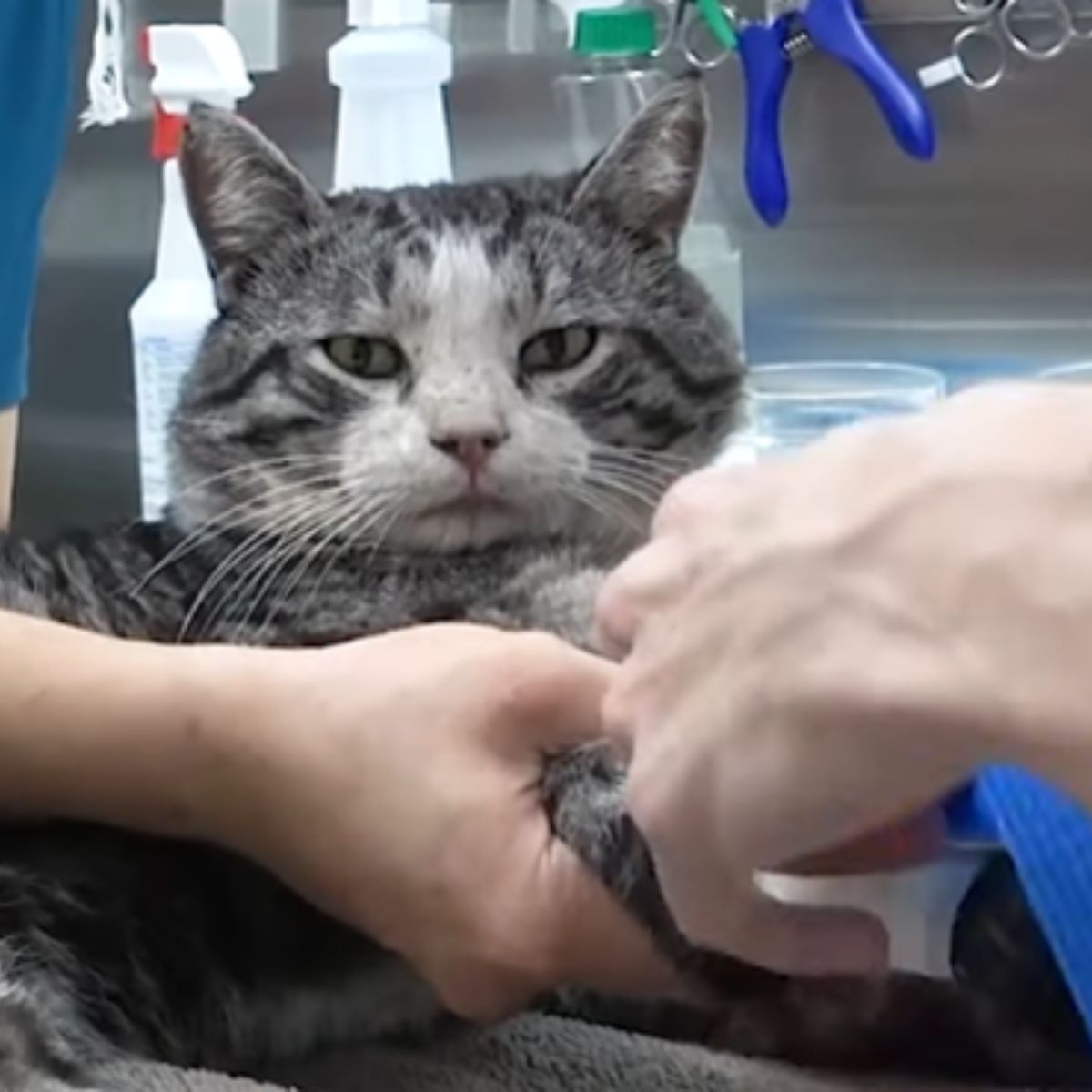sweet cat at the vet