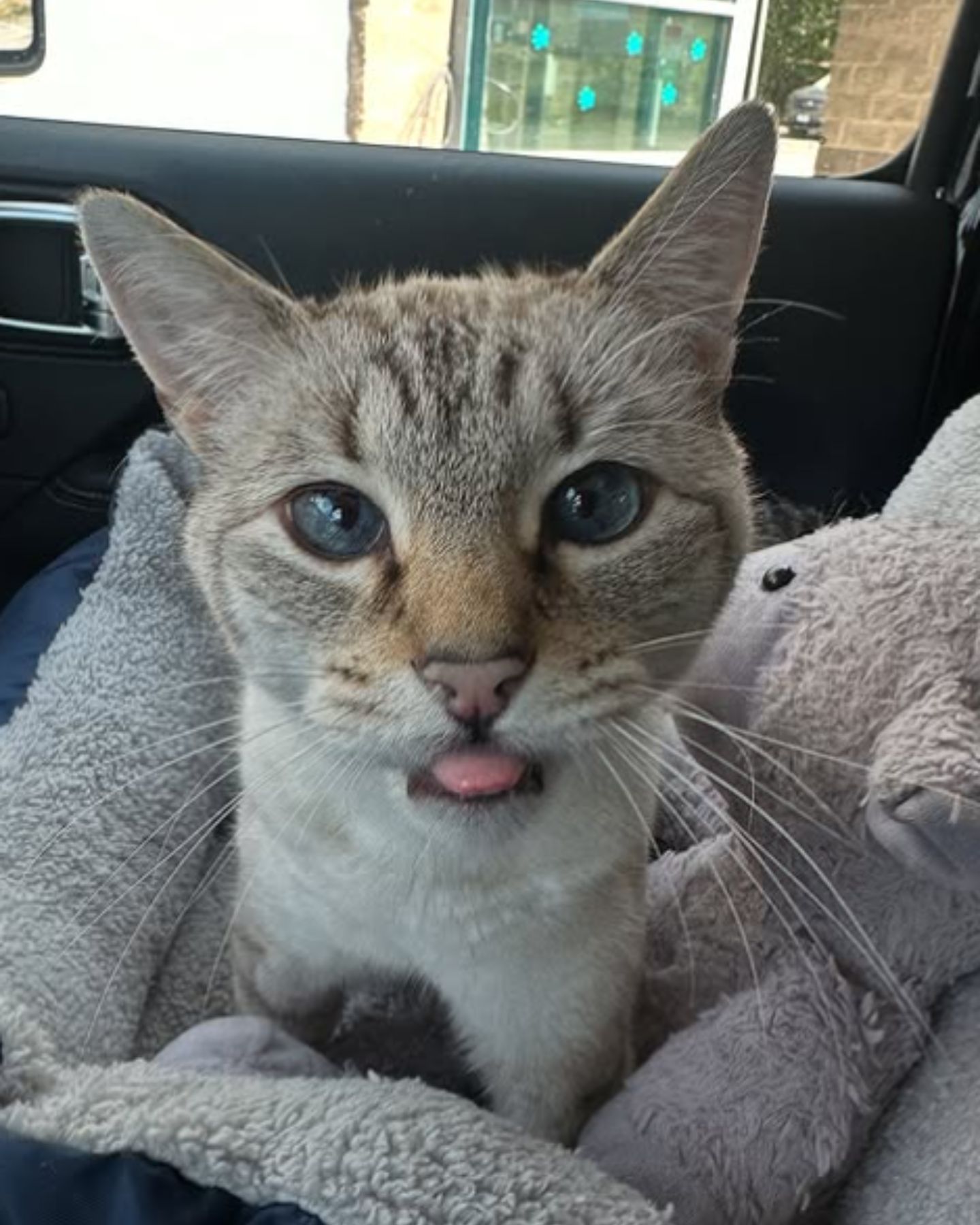 sweet cat in a car