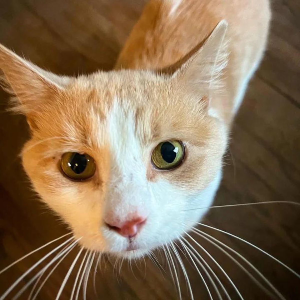 sweet cat looking at camera