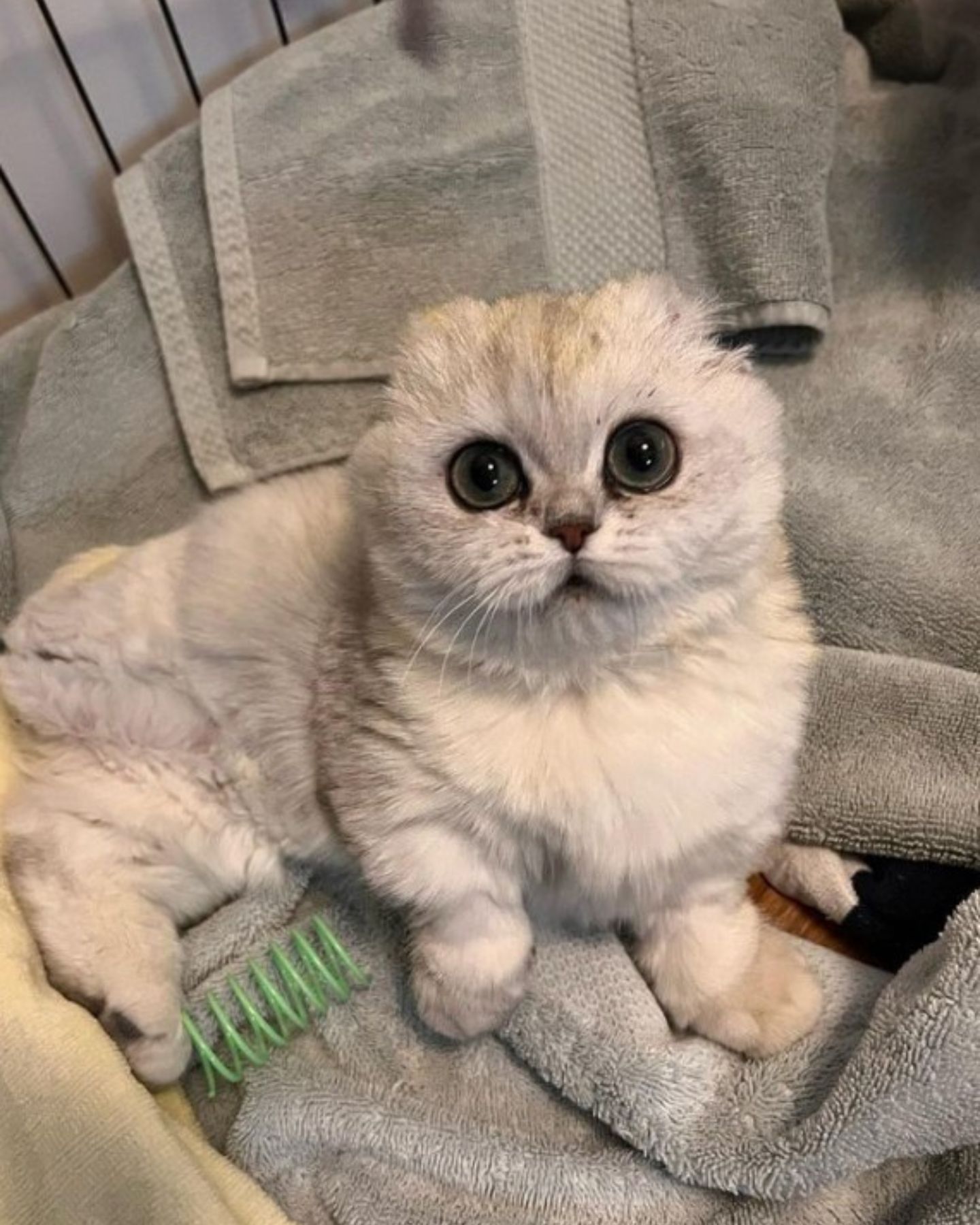 sweet cat looking at the camera