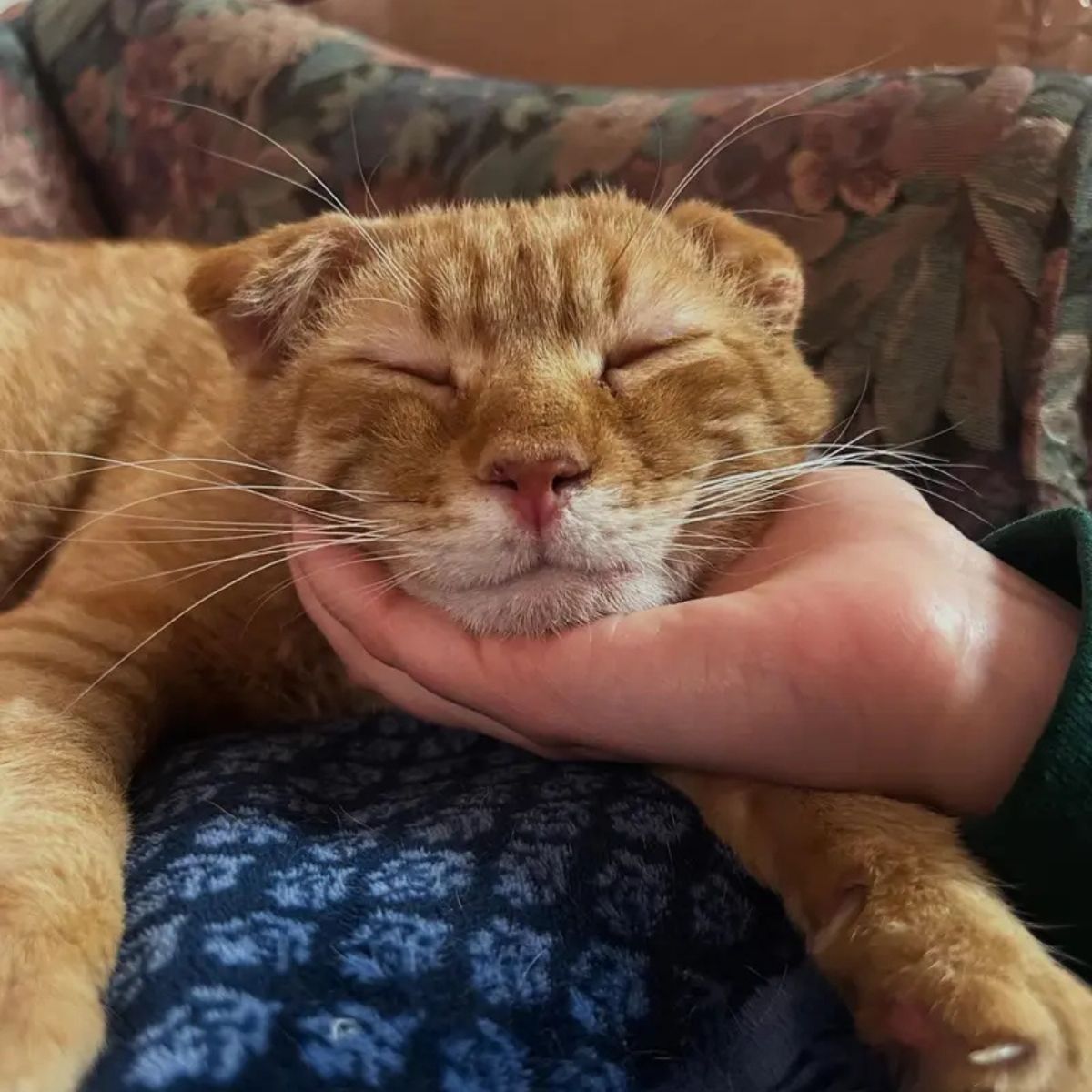 sweet cat