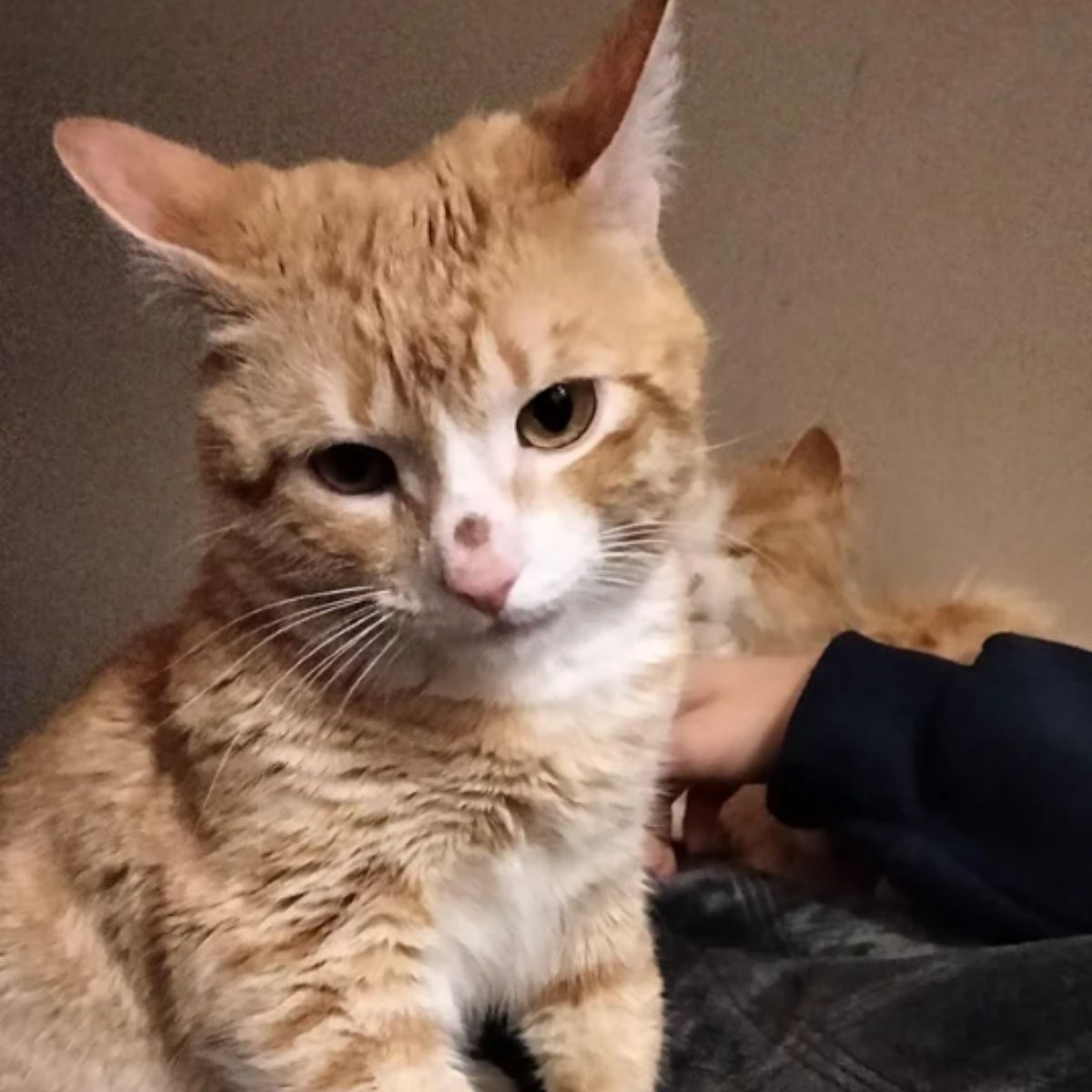 sweet ginger cat cuddling with owner
