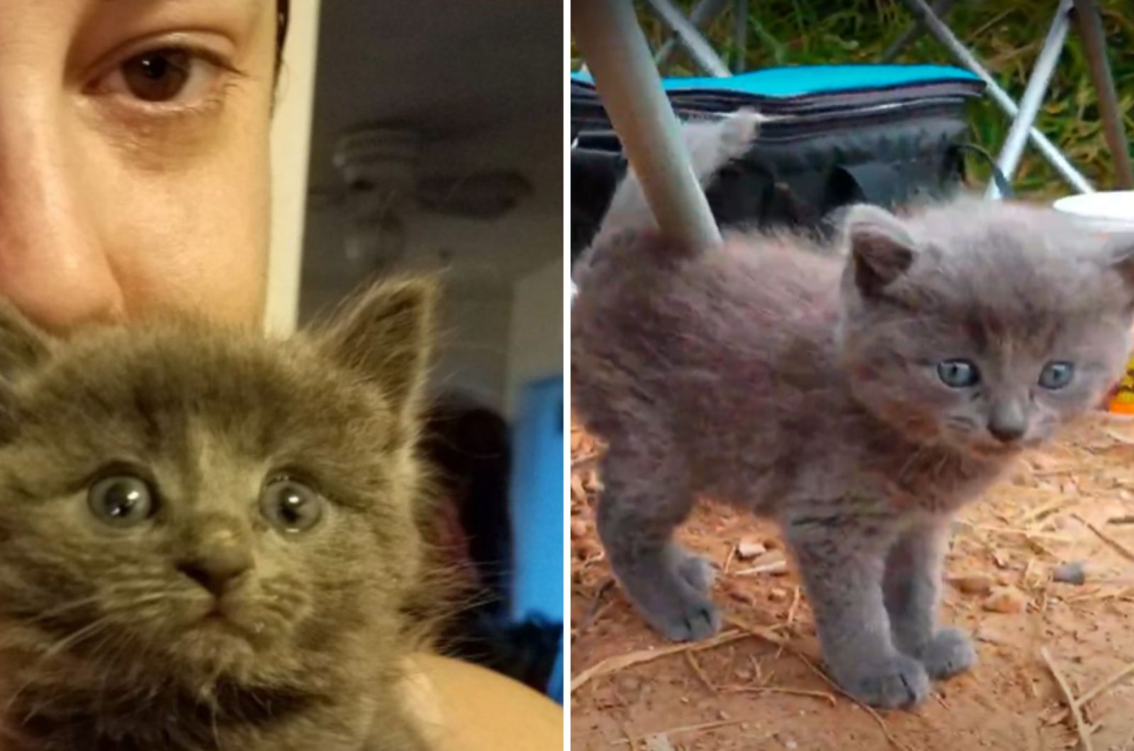 sweet kitten