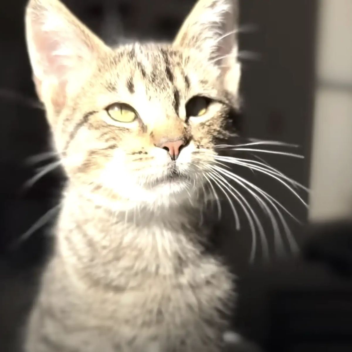 sweet kitten