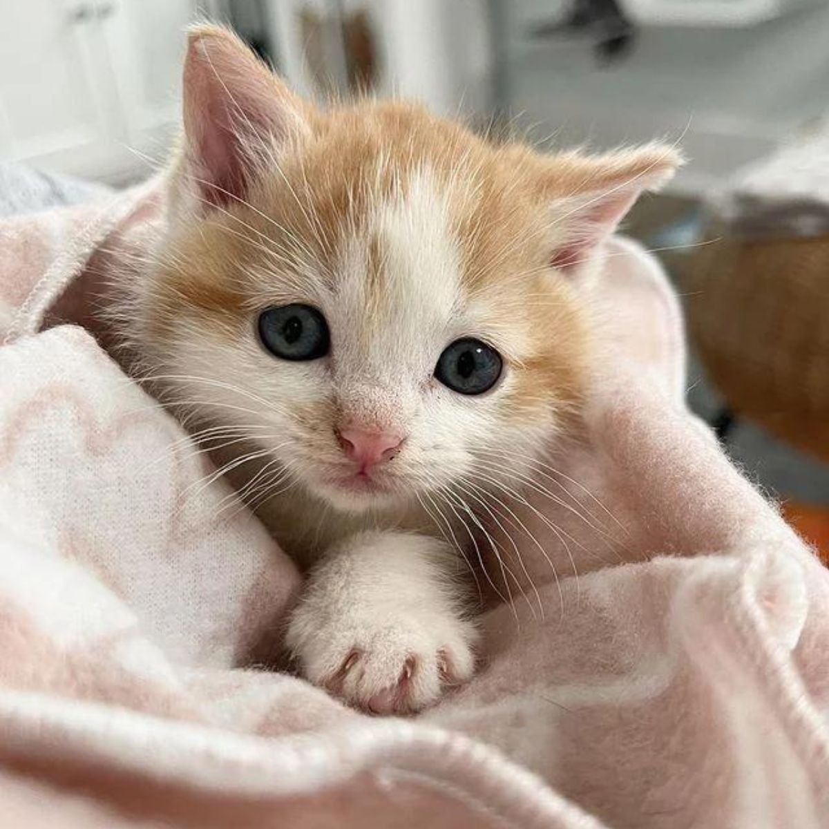 sweet kitten in a blanket
