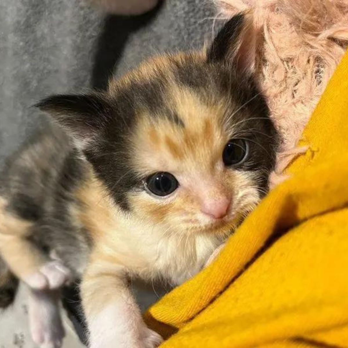 sweet kitten looking at camera