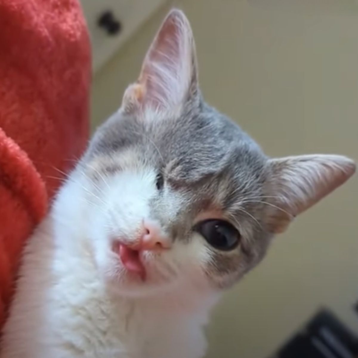 sweet kitten with one eye