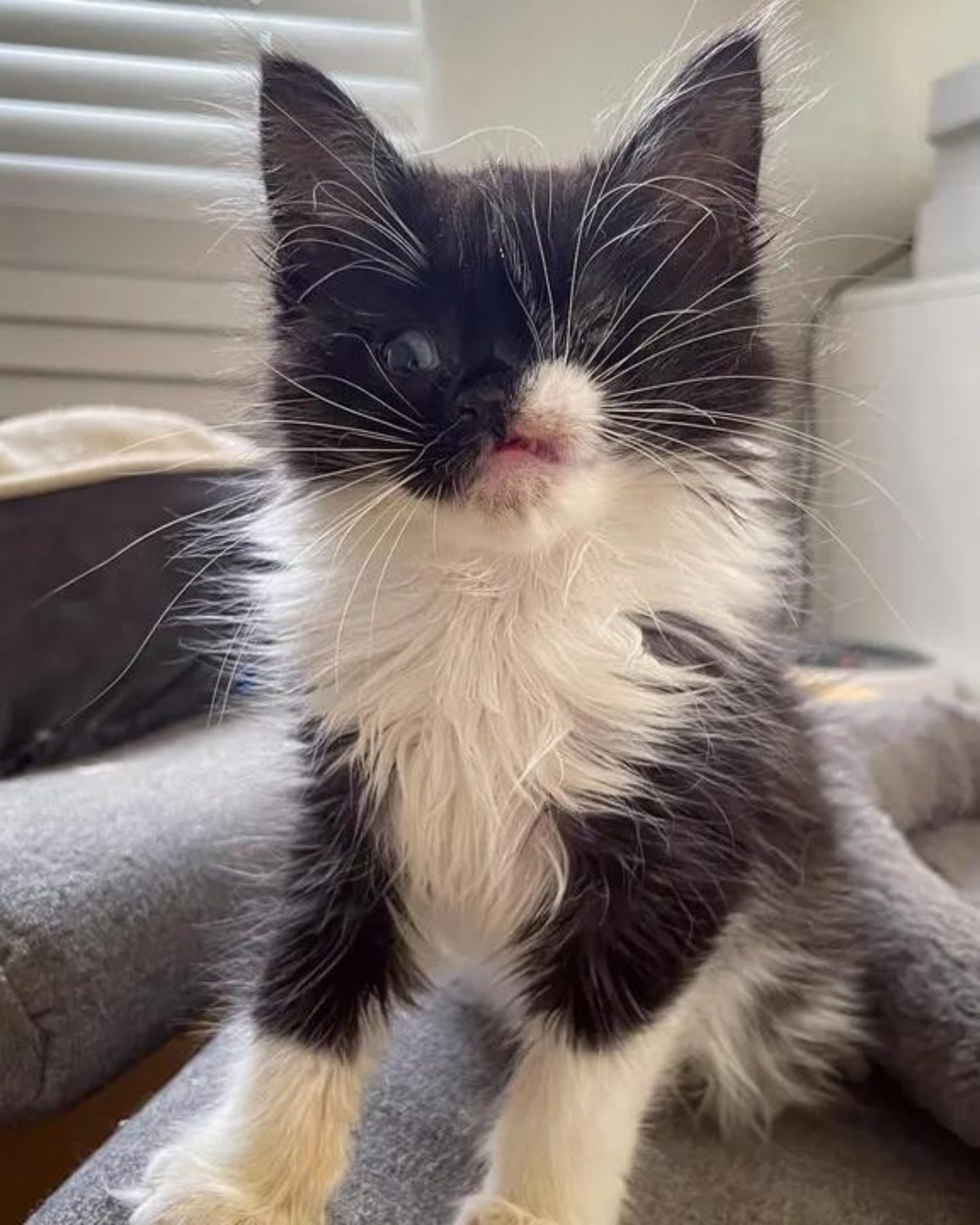 sweet kitten