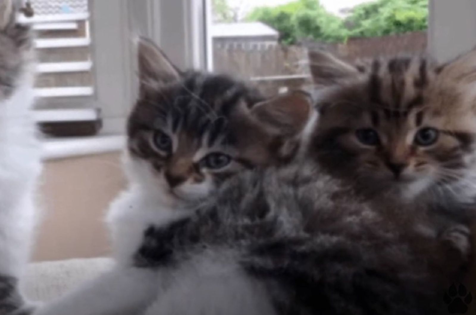 sweet kittens