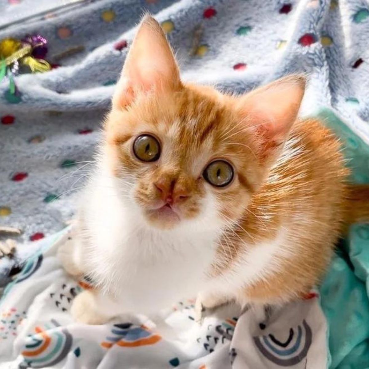 sweet orange Kitten With A Distinct Nose