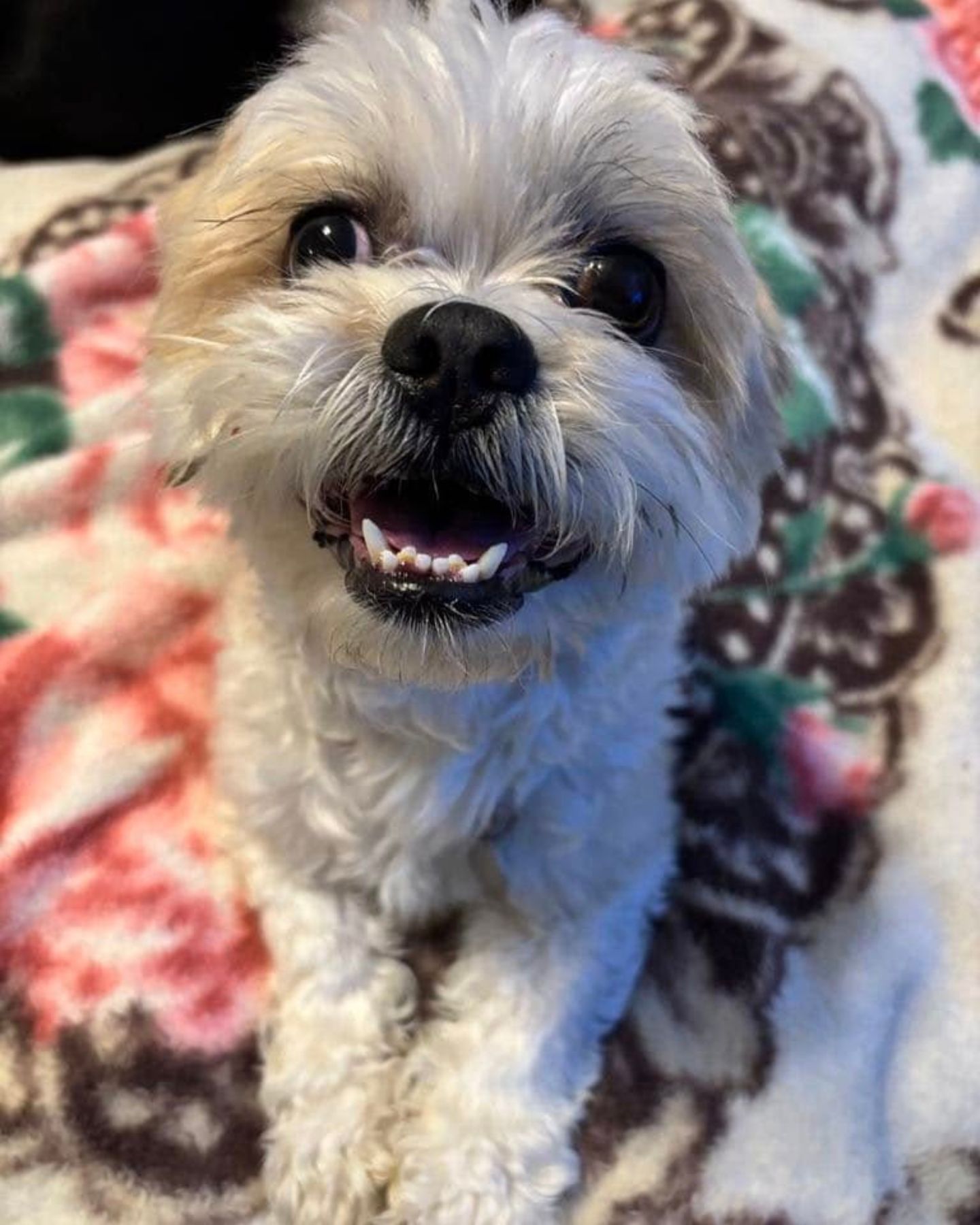 sweet puppy