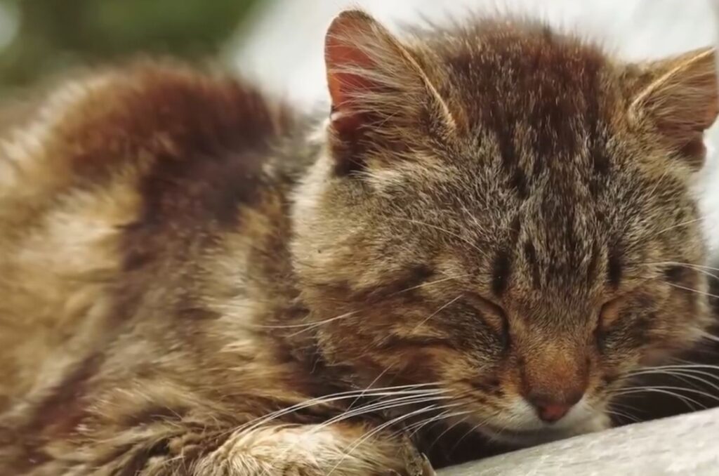 sweet senior cat sleep