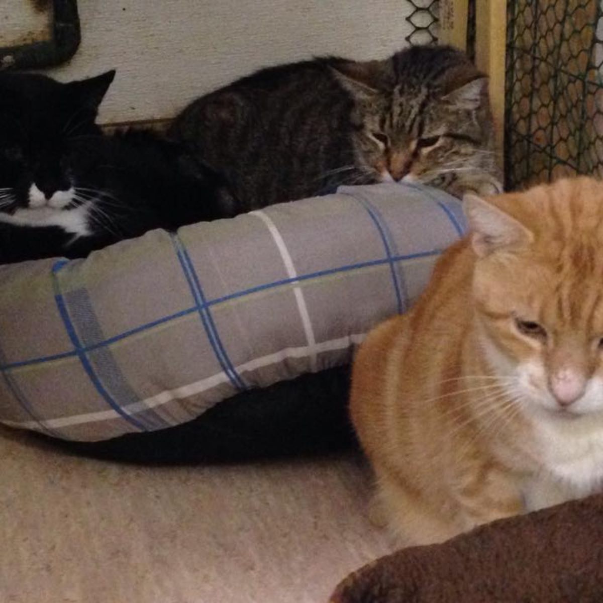 tabby and ginger cat