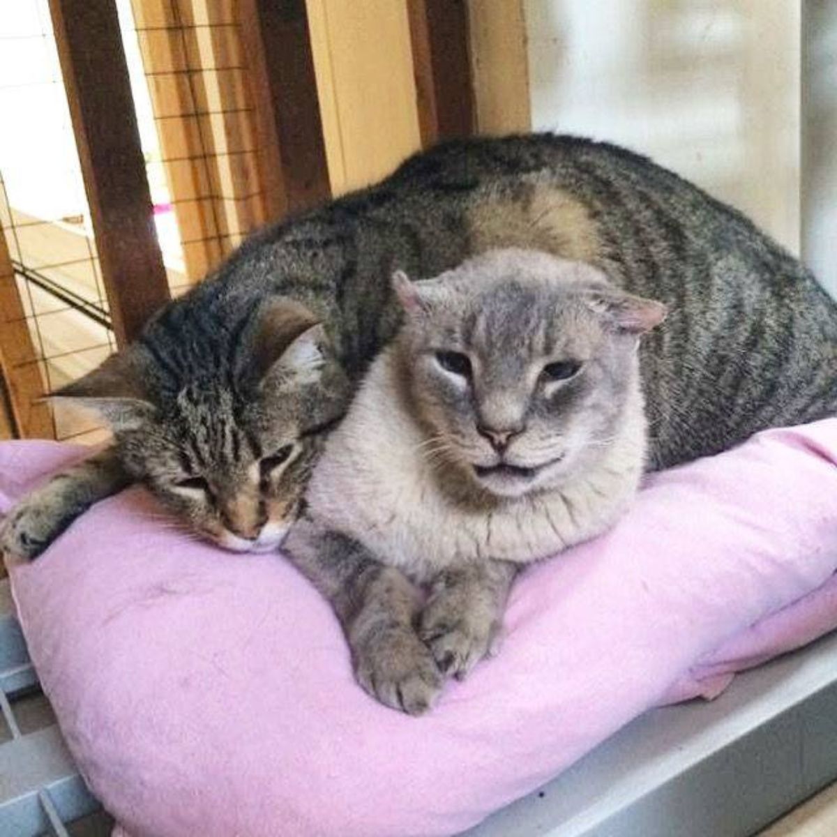 tabby and siamese cat