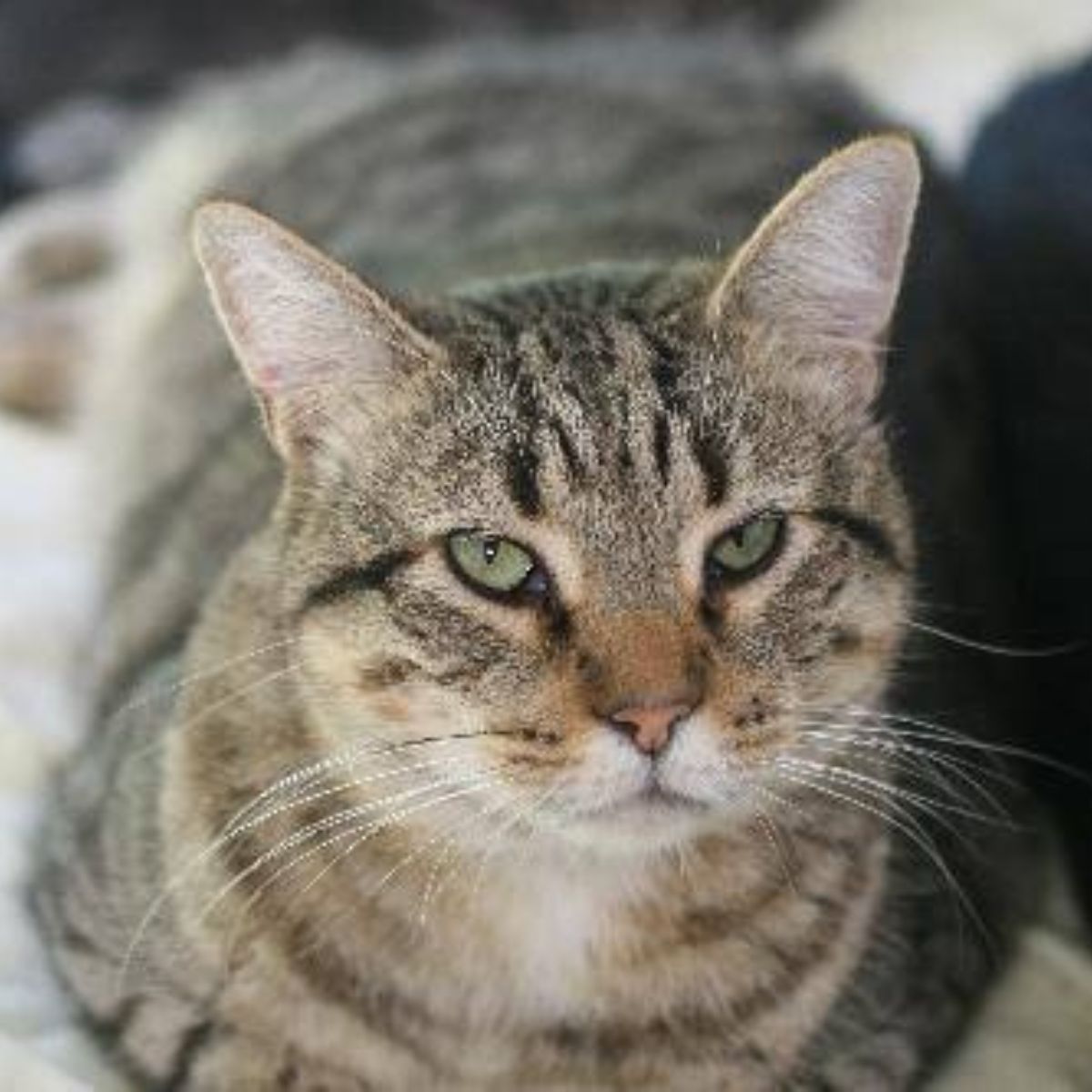 tabby cat