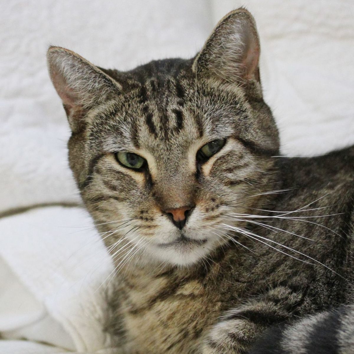 tabby cat face
