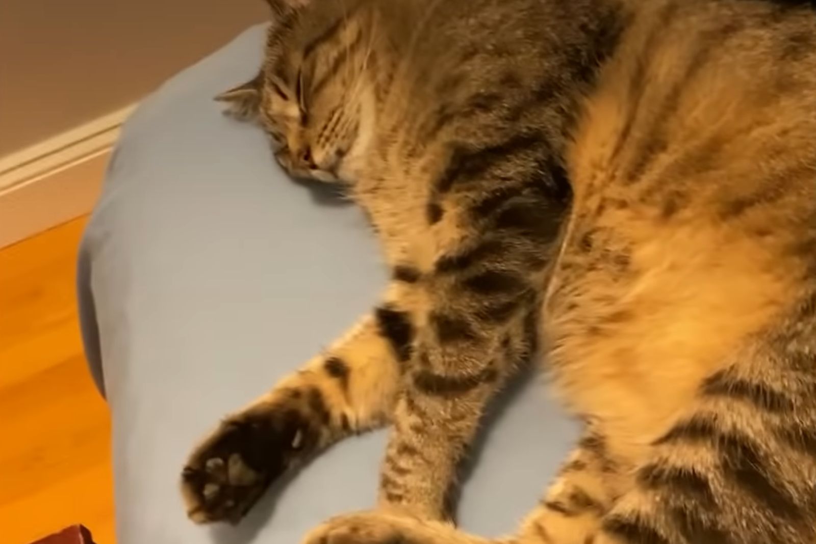 tabby cat sleeping