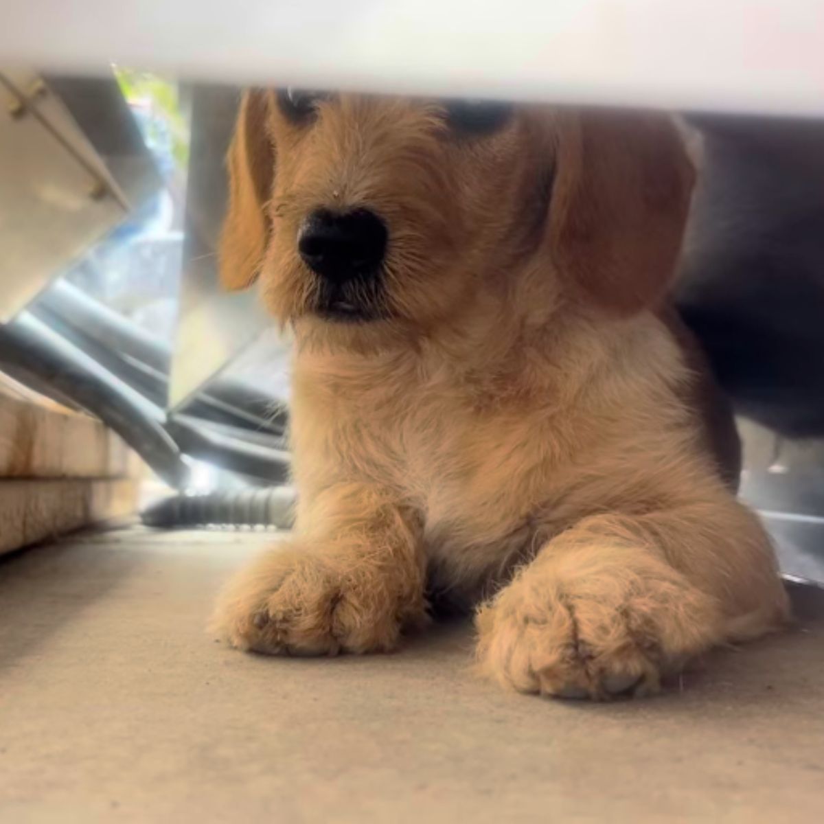 teeny puppy hiding