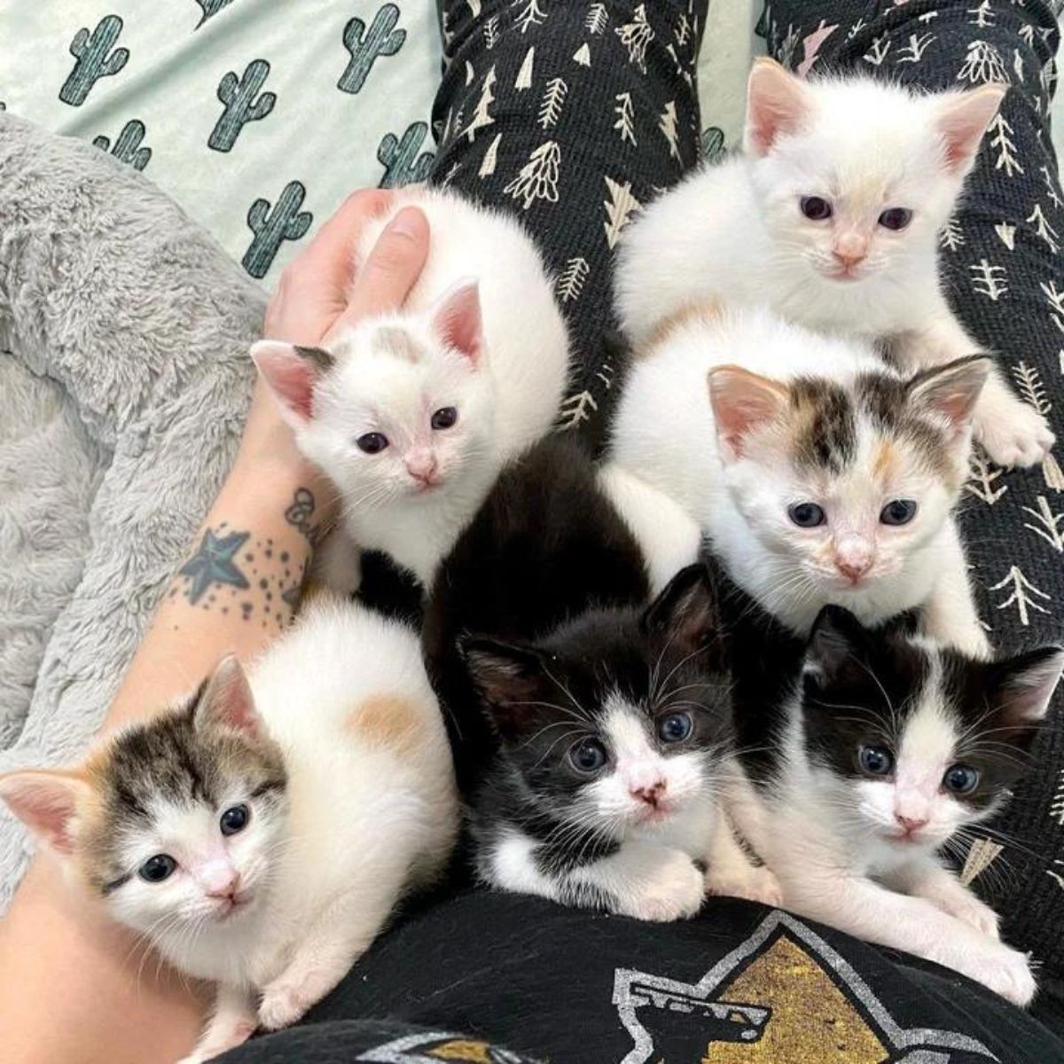 ten day old kittens