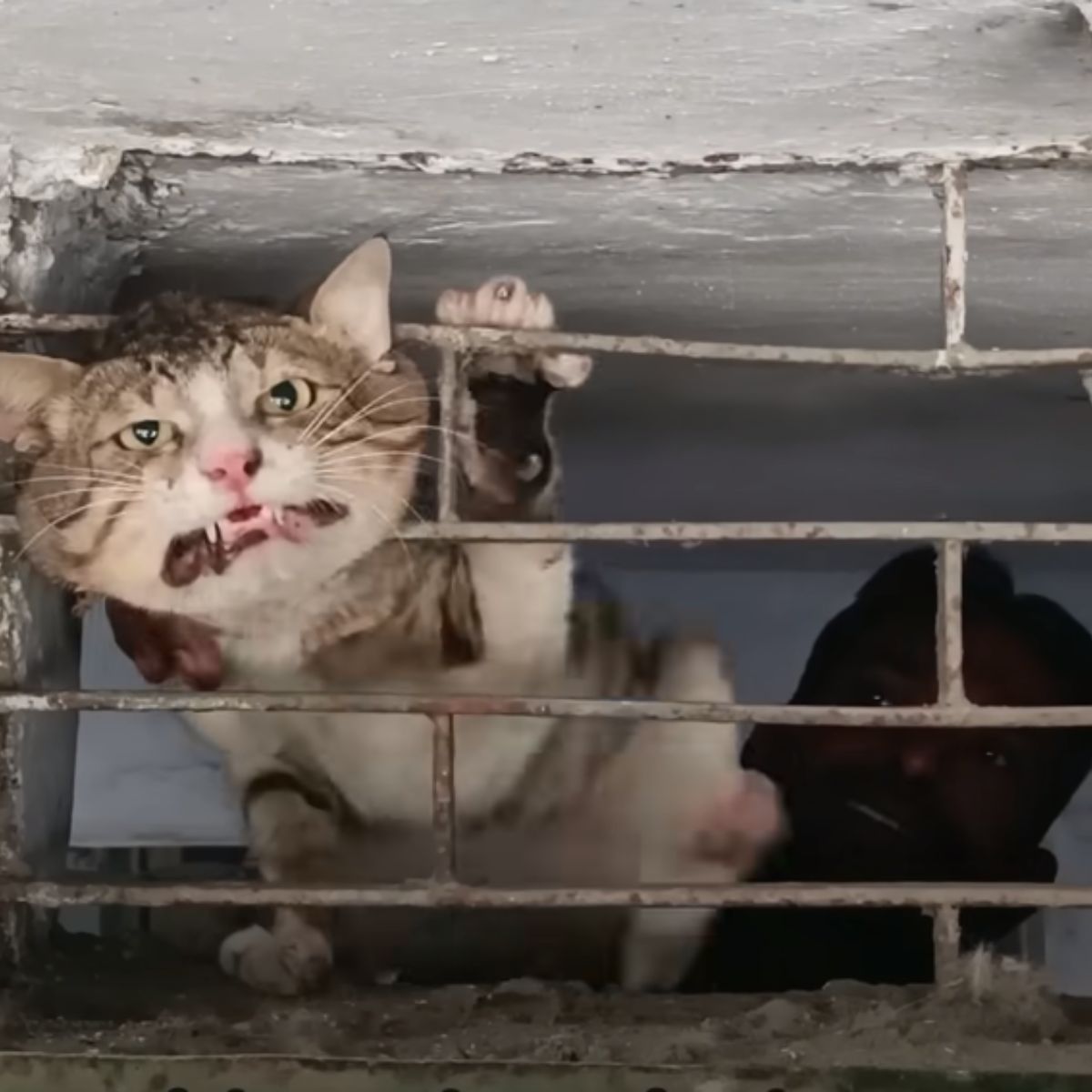 terrified cat