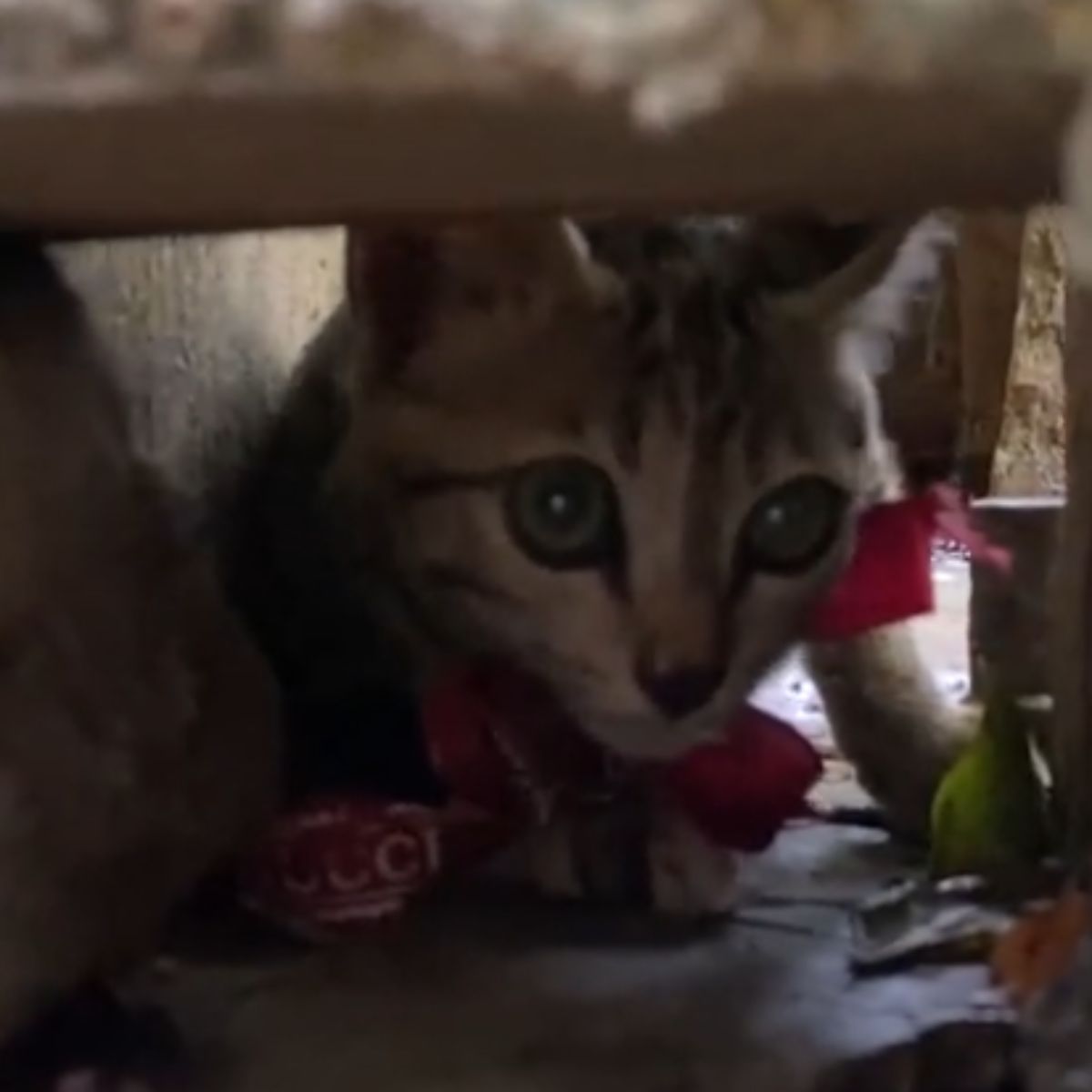 terrified kitten