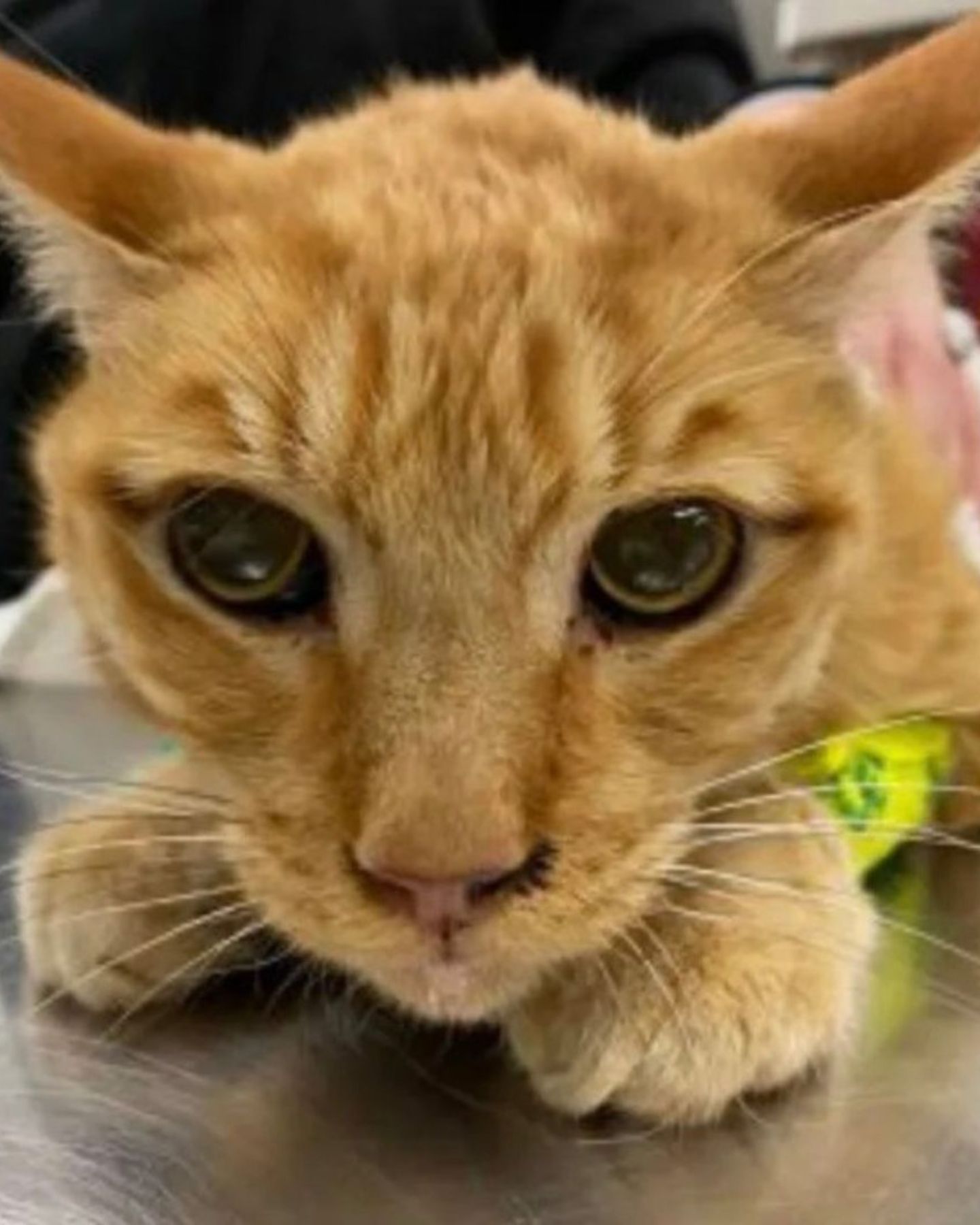 the cat that was imprisoned in the tree was saved