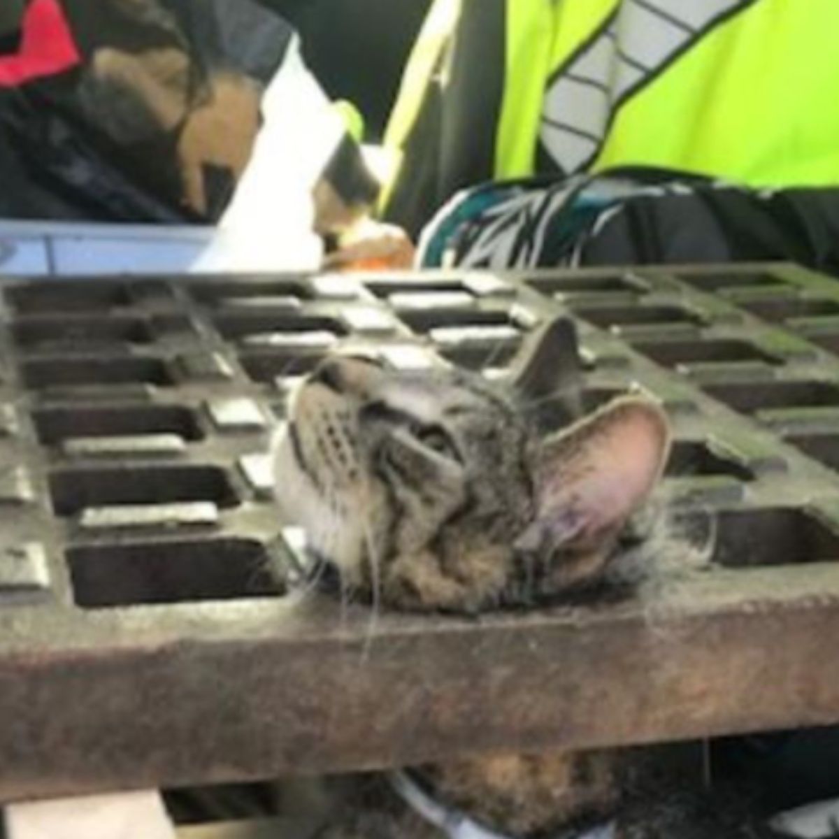 the cats head got stuck