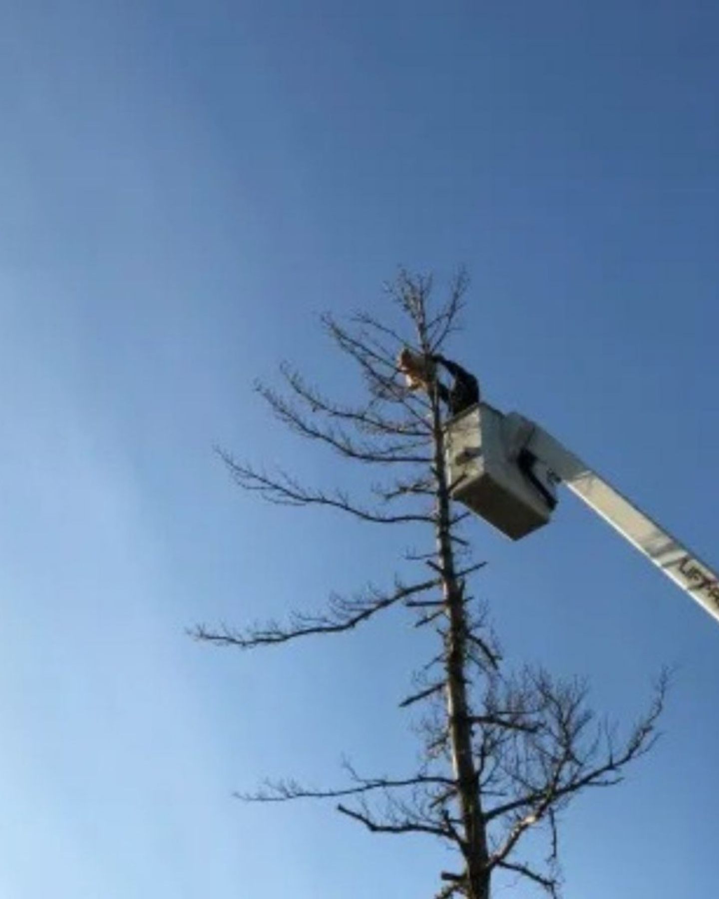 the crane reached the cat in the tree