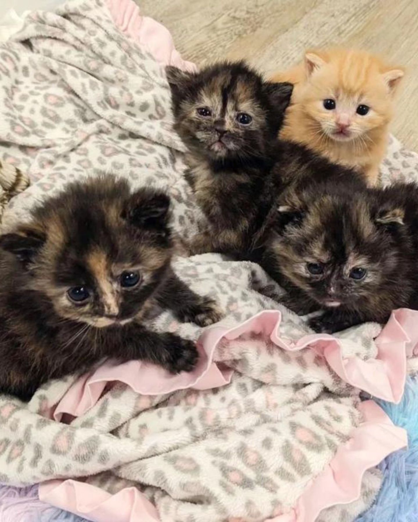 three black kittens with orange coats and one orange one