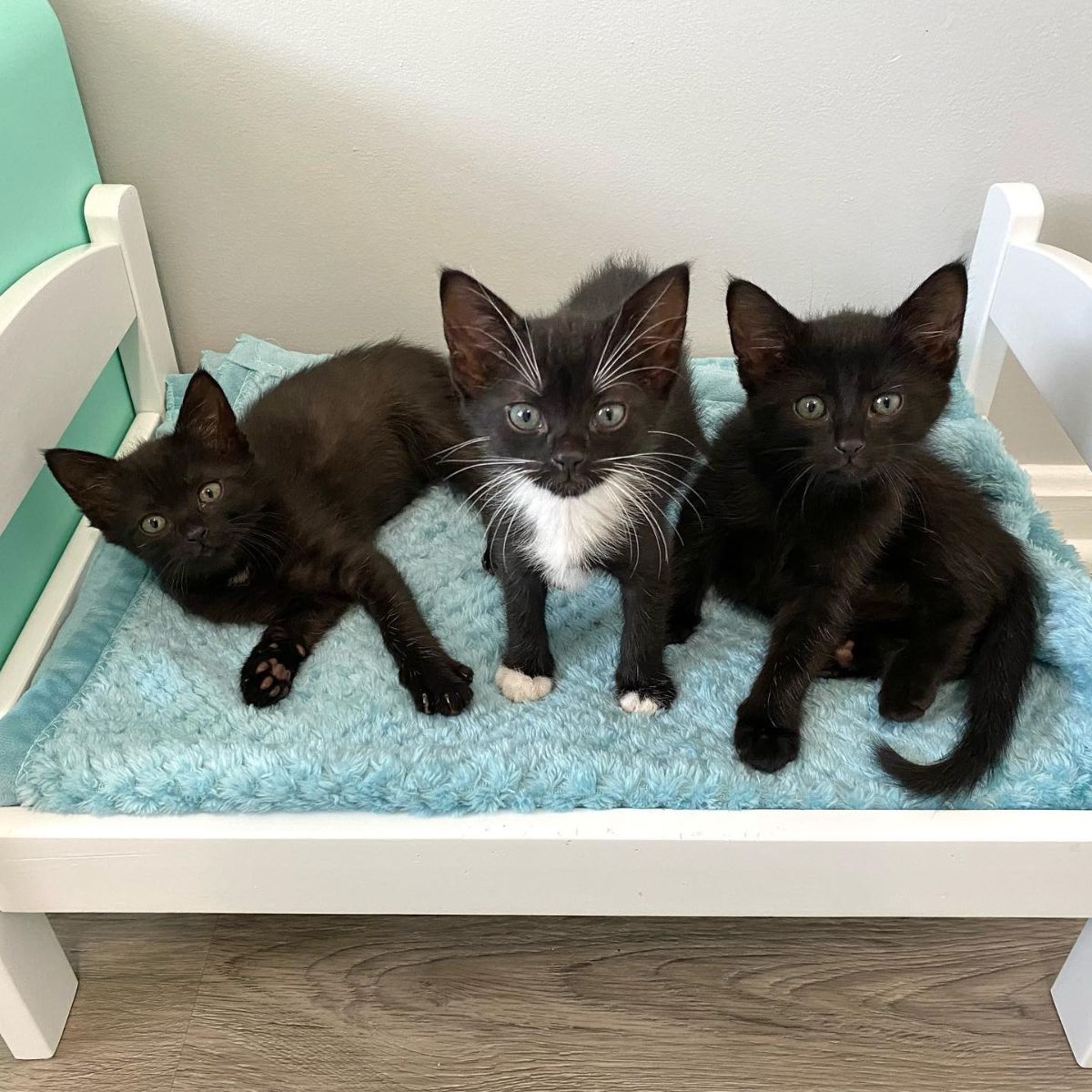 three black kittens